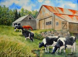 Vaches